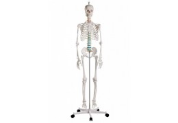 Πρόπλασμα Ανθρώπινου Σκελετού Α10
